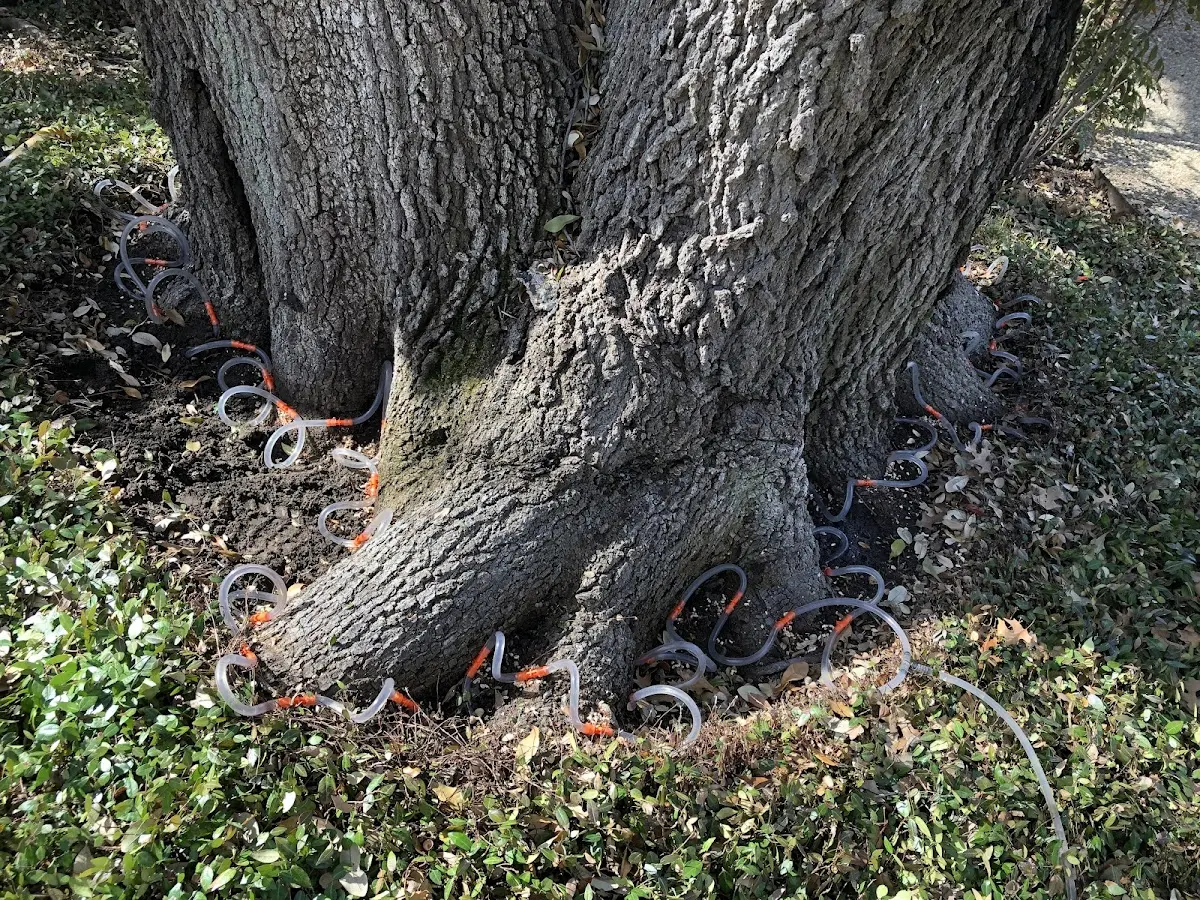 Detailed Tree Cabling and Bracing job site in Ardenvoir