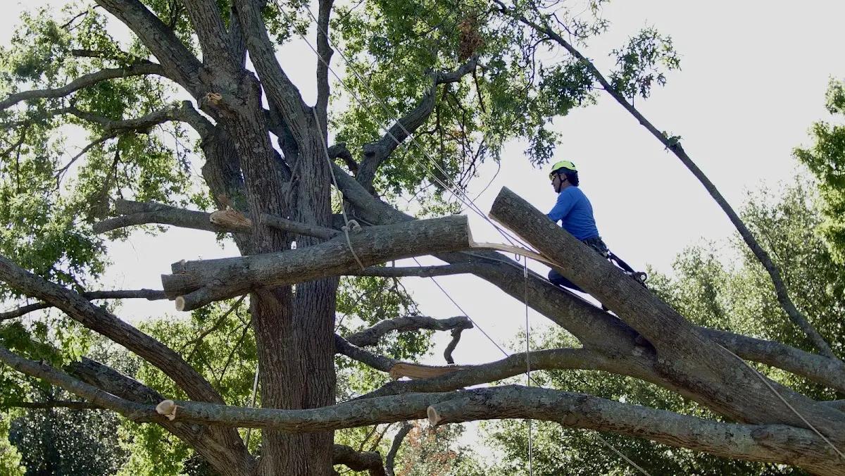 Professional Crown Thinning performed by certified arborists in Ardenvoir