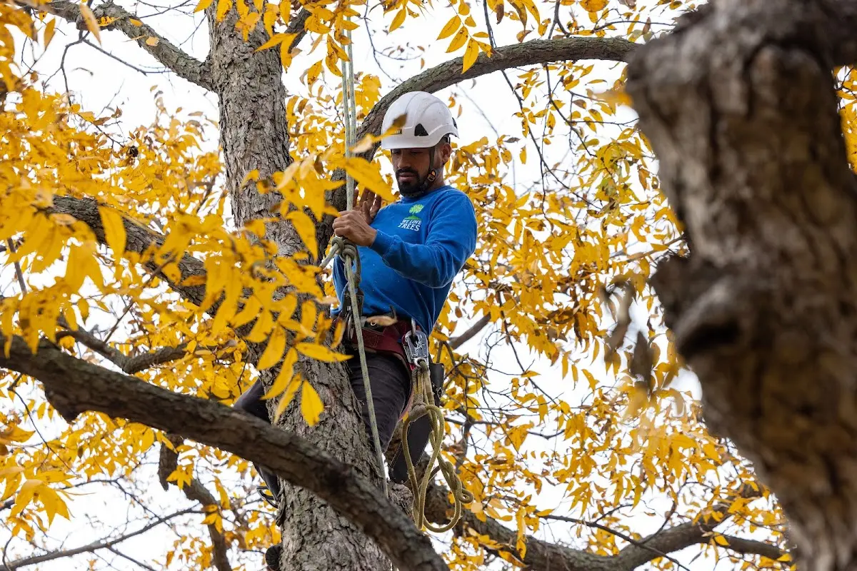 Skilled Storm Damage Cleanup crew working in Ardenvoir