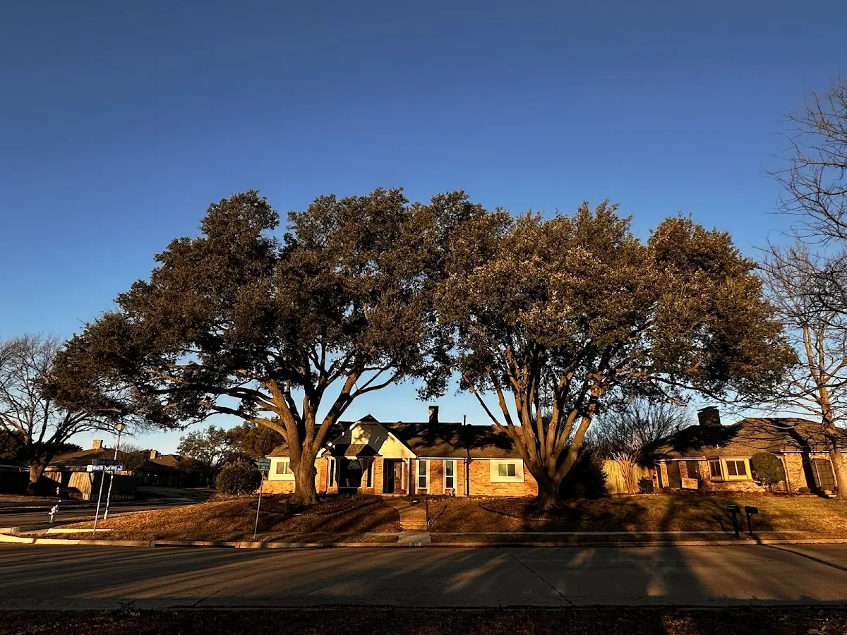 Established residential canopy tree shading a home in Ardenvoir